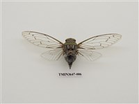 藏品(可禮大蟬)的圖片